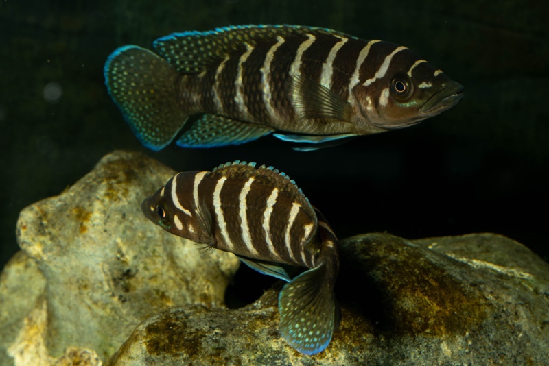 Neolamprologus cylindricus 'Kasanga'